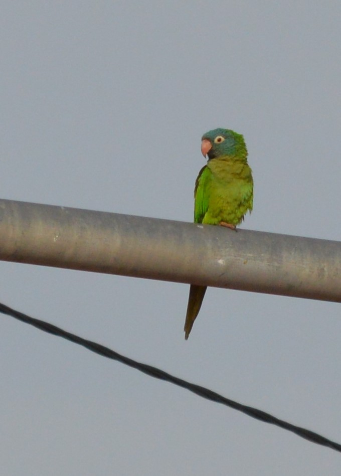 トガリオインコ - ML647724774
