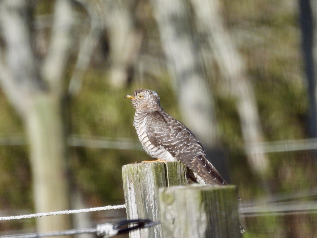 カッコウ - ML647724777