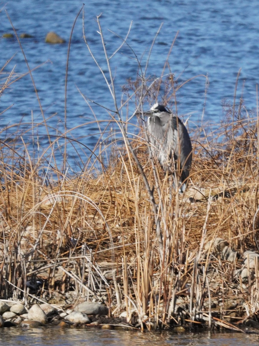 オオアオサギ - ML647724778