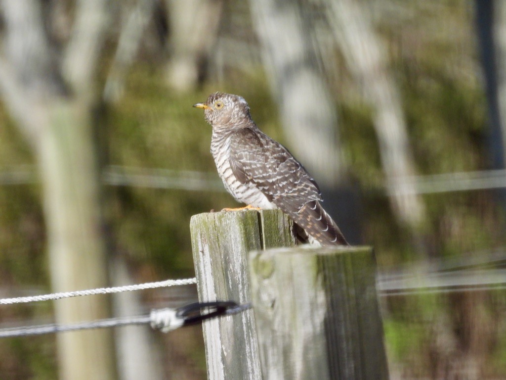 カッコウ - ML647724780