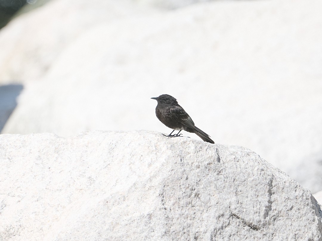 クロツキヒメハエトリ - ML647724781