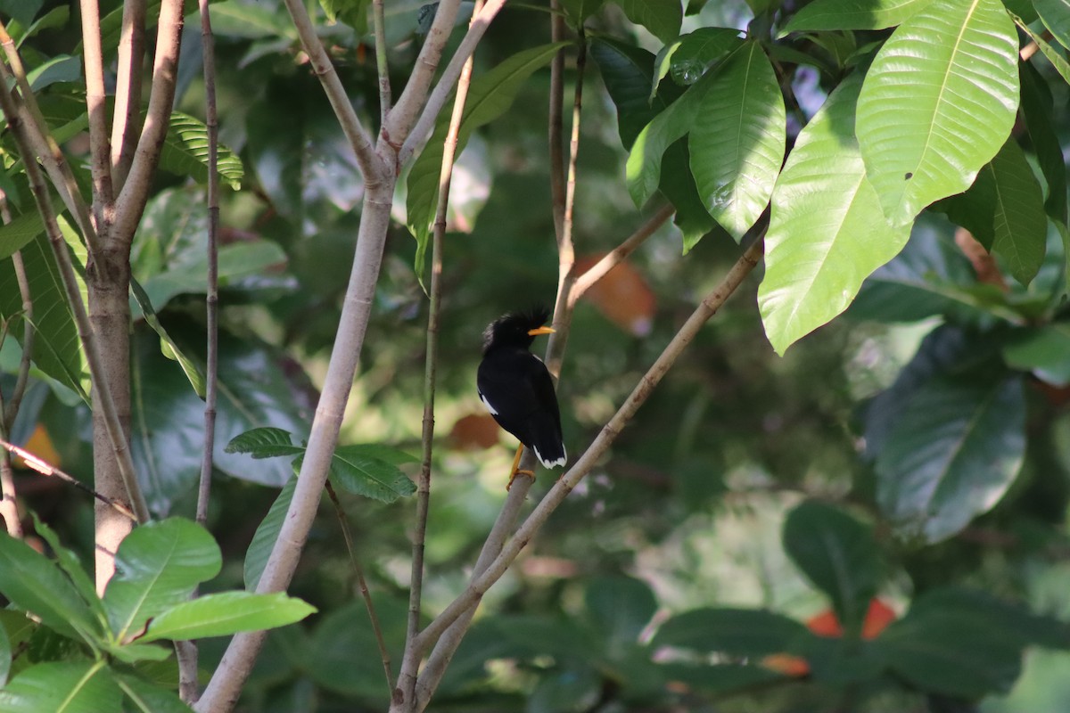 オオハッカ - ML647724782