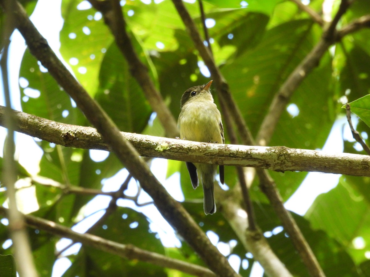 Желтобрюхий мухолов - ML647724815