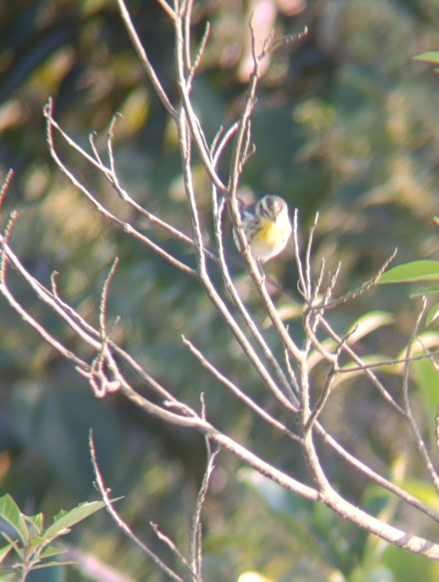 Blackburnian Warbler - ML647724829