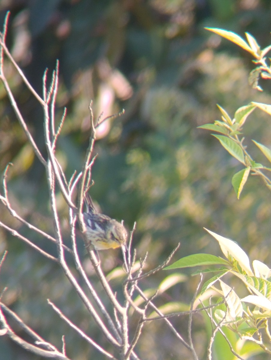 Blackburnian Warbler - ML647724830
