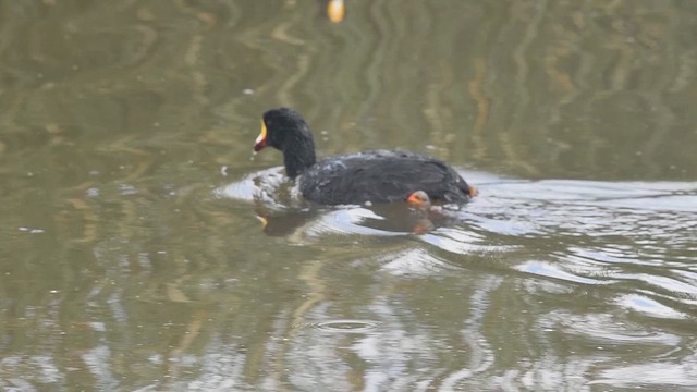 Giant Coot - ML647724837
