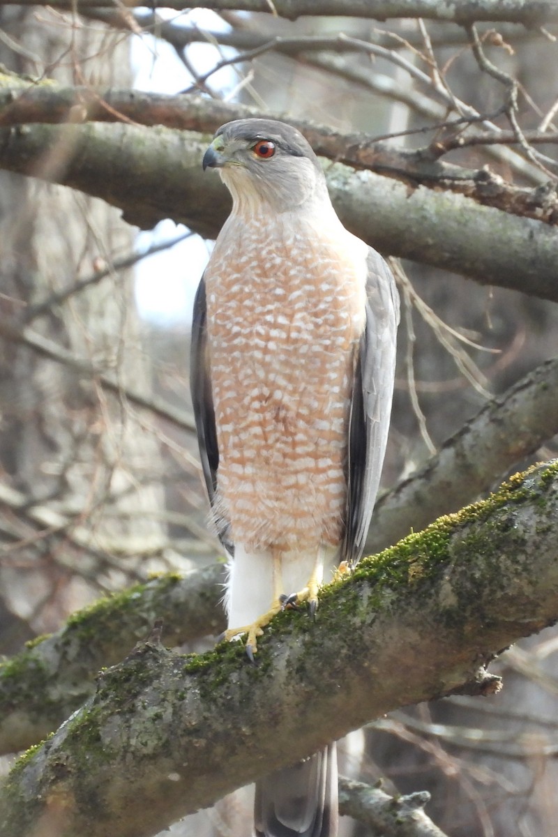 Cooper's Hawk - ML647724843