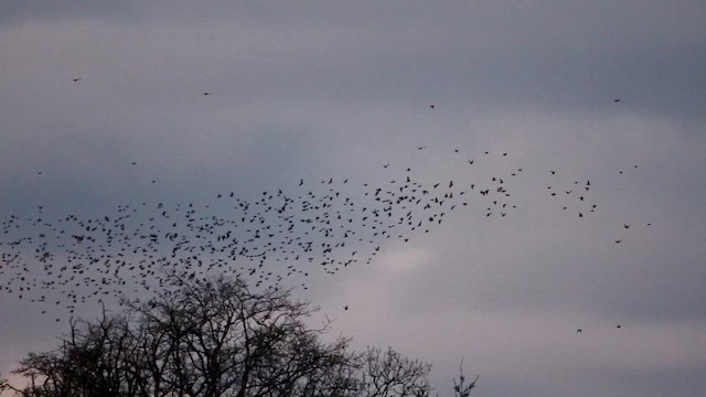 European Starling - ML647724844