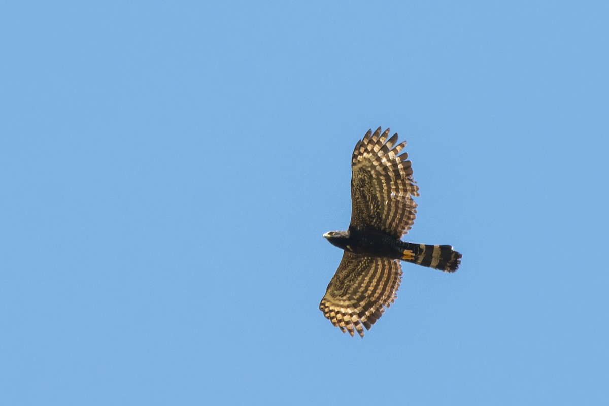 Black Hawk-Eagle - ML647724871