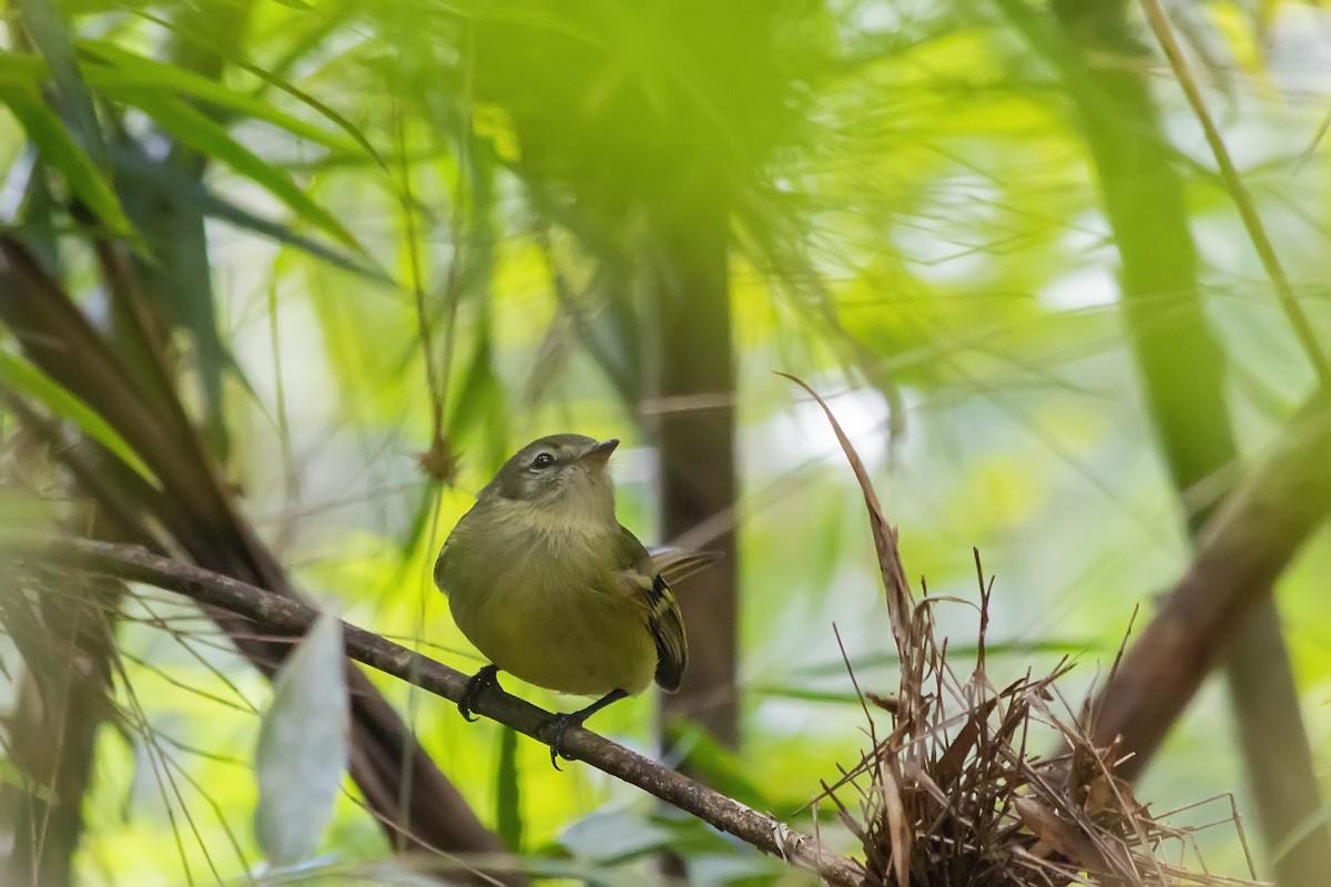 Glittering-bellied Emerald - ML647724873