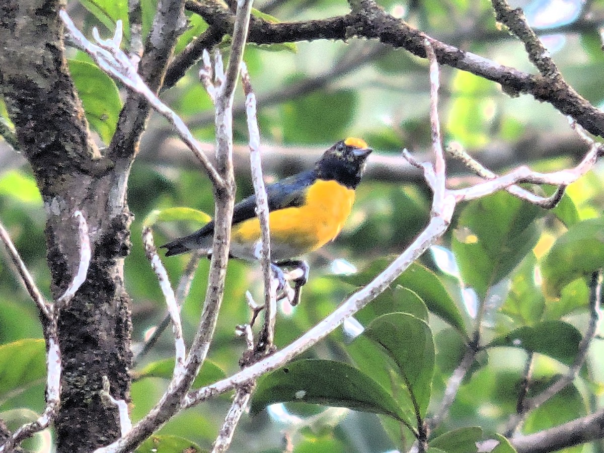 White-vented Euphonia - ML647724890