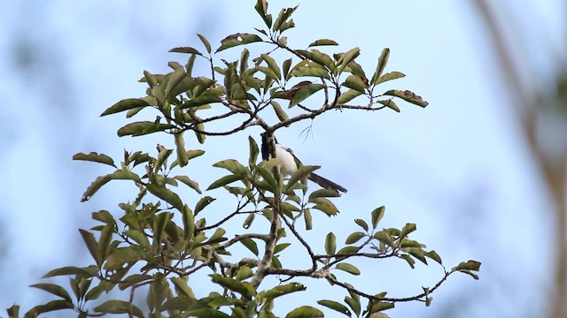 Magpie Tanager - ML647724918