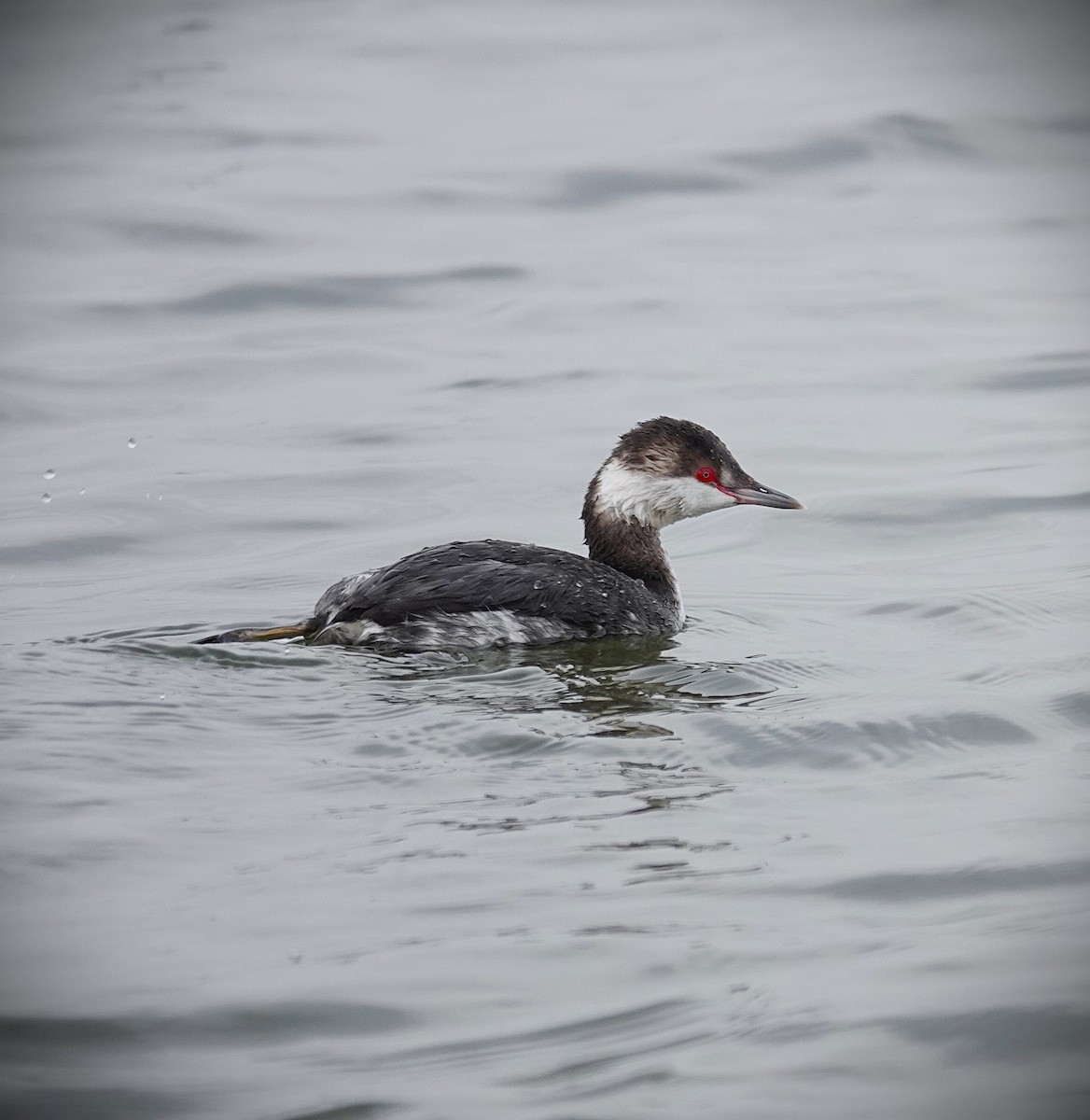 Красношейная поганка - ML647724931