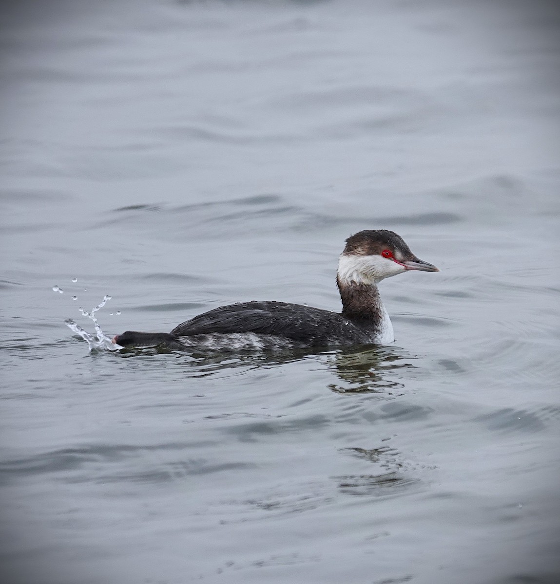 Красношейная поганка - ML647724932