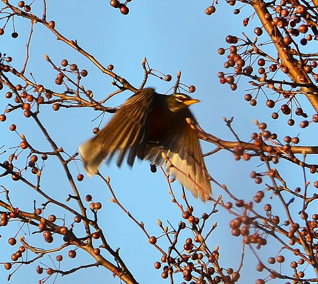 American Robin - ML647724941