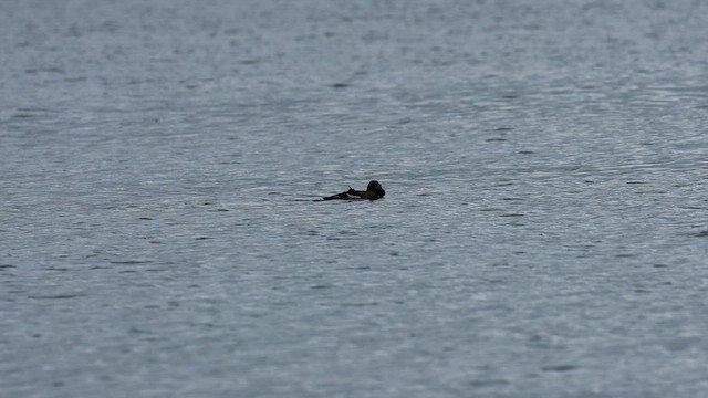 King Eider - ML647724947