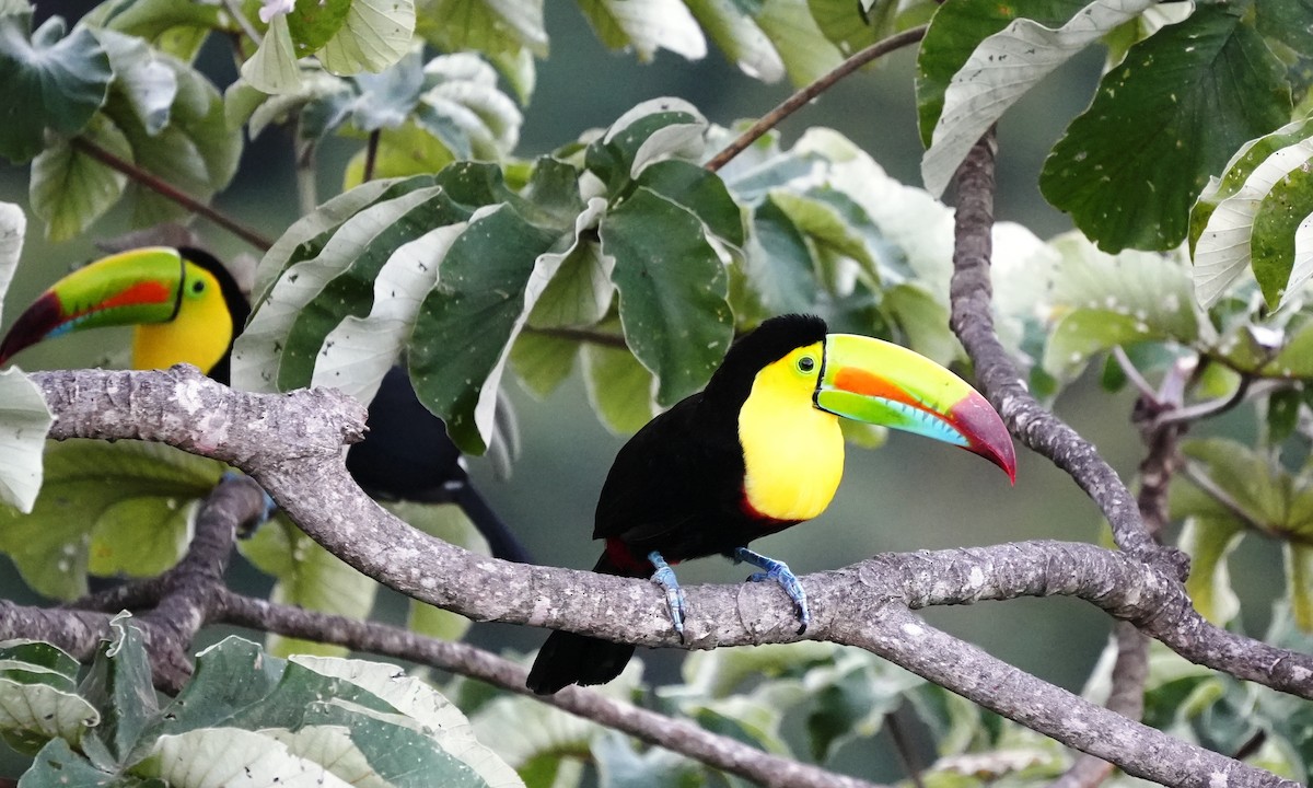 regnbuetukan - ML647724959