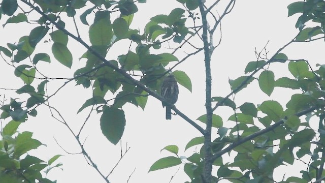 Yungas Pygmy-Owl - ML647724974