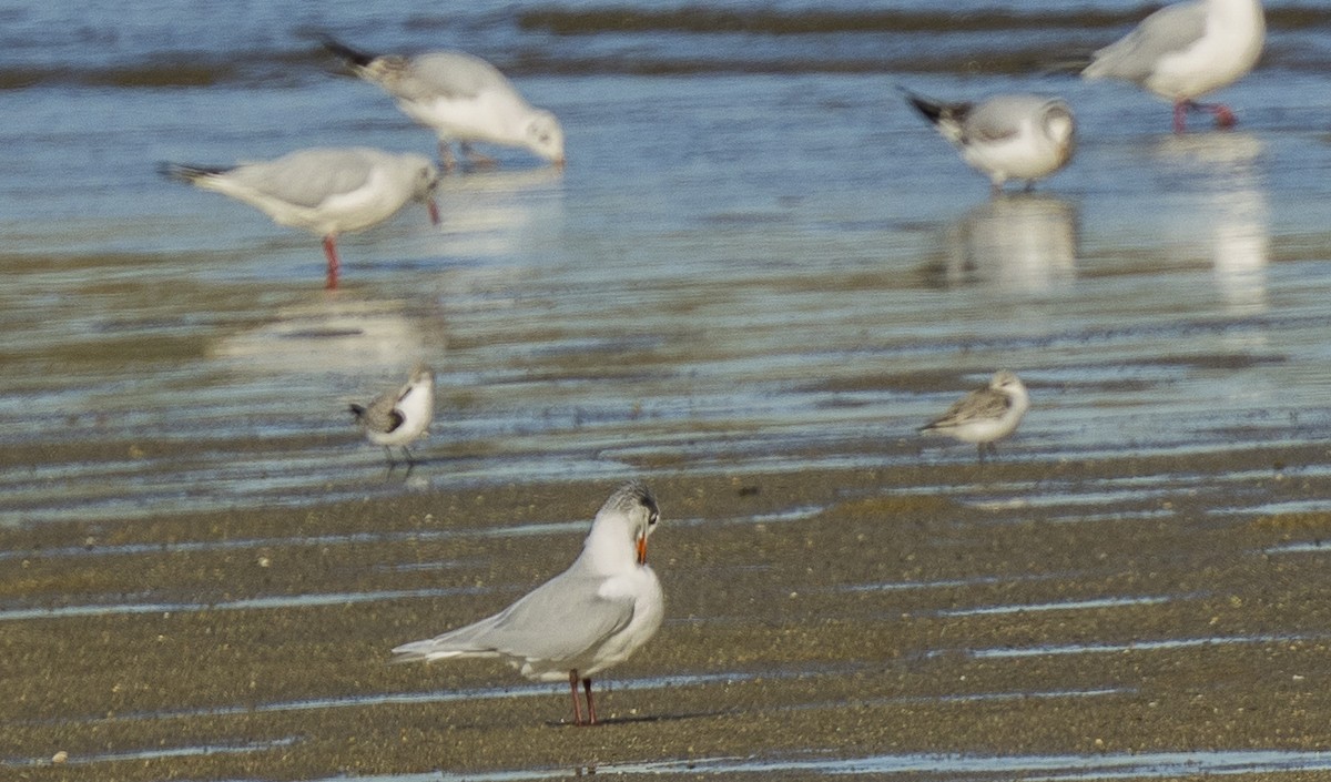 Mediterranean Gull - ML647724979