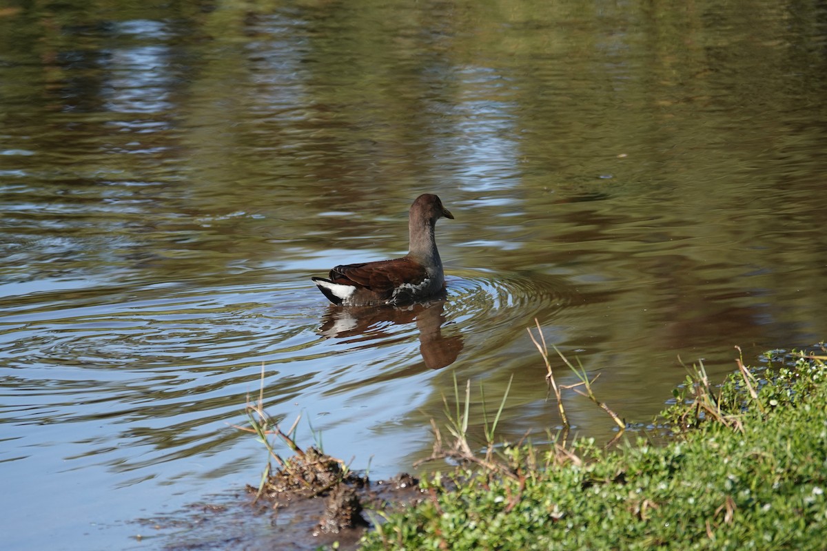 アメリカバン - ML647724980