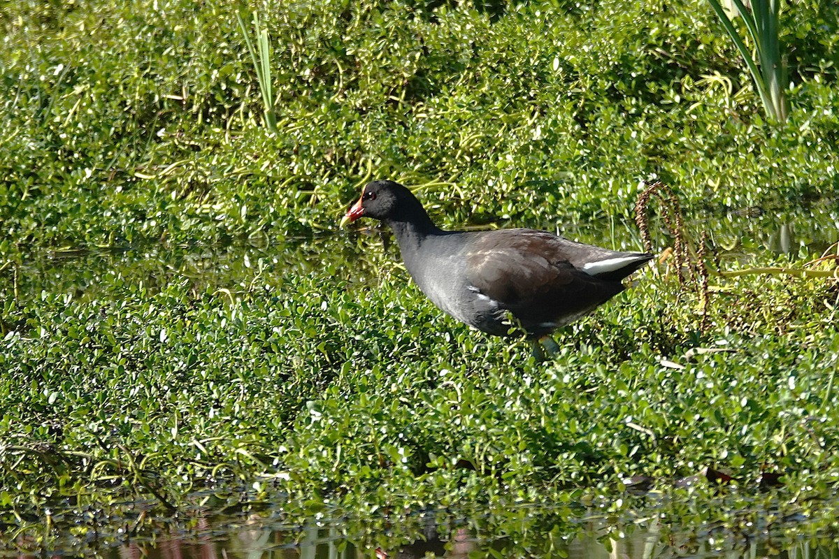 アメリカバン - ML647724991