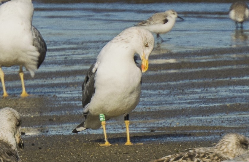 Gaviota Sombría - ML647724992