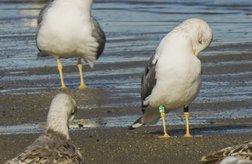 Gaviota Sombría - ML647724993