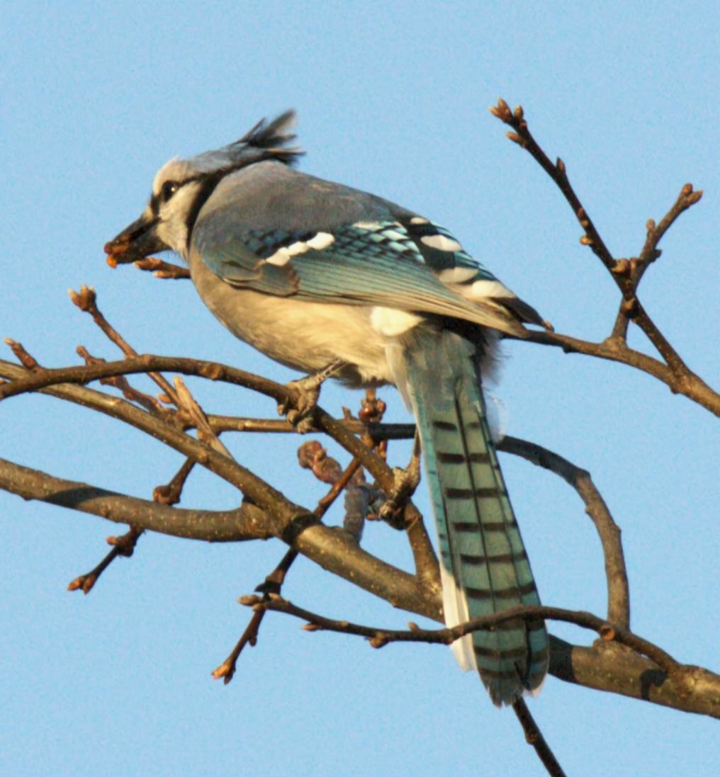 Blue Jay - ML647724995