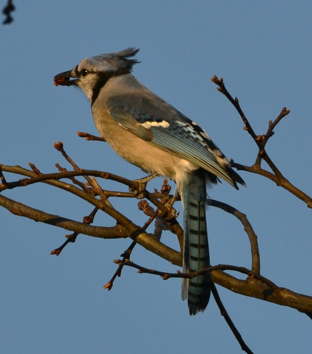 Blue Jay - ML647724996