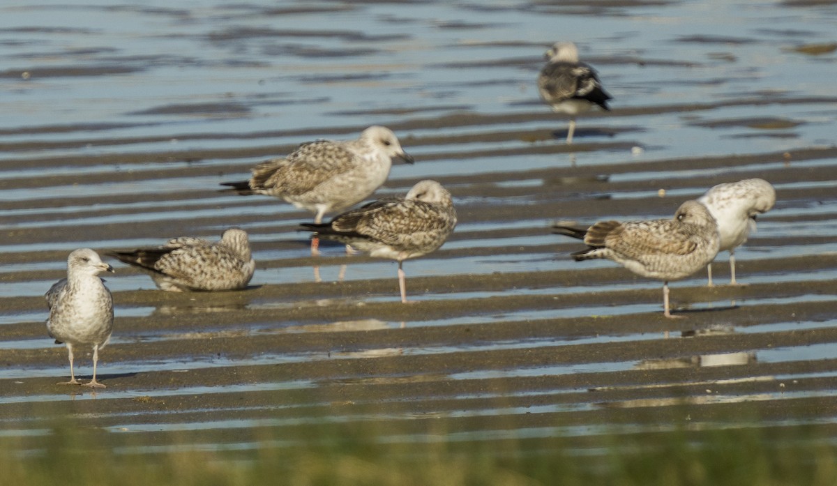 Gaviota Sombría - ML647725010