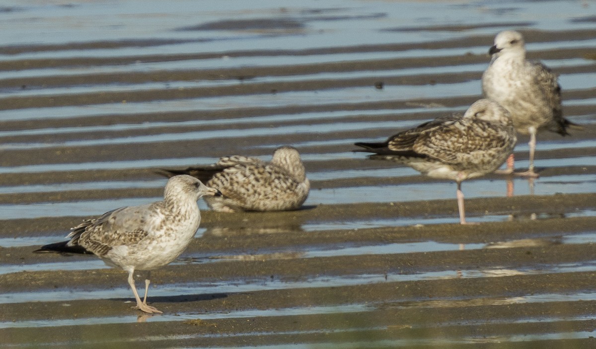 Gaviota Sombría - ML647725015