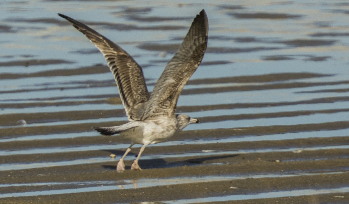 Gaviota Sombría - ML647725019