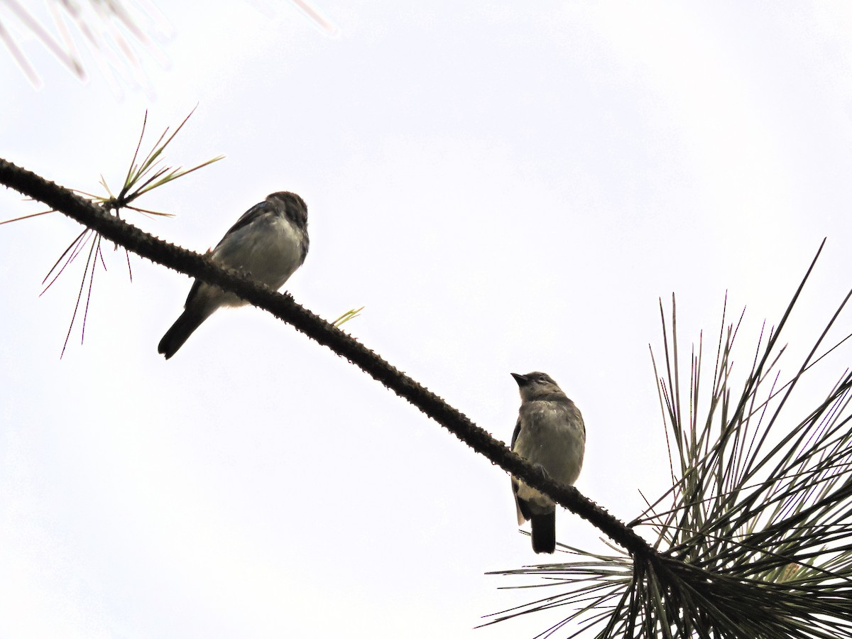 Goldscheiteltangare - ML647725022