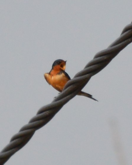 Ластівка сільська - ML647725026