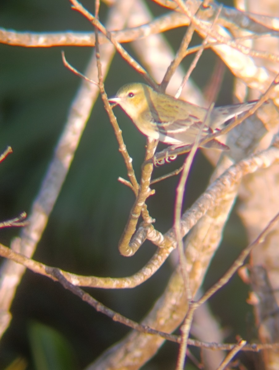 Blackpoll Warbler - ML647725032