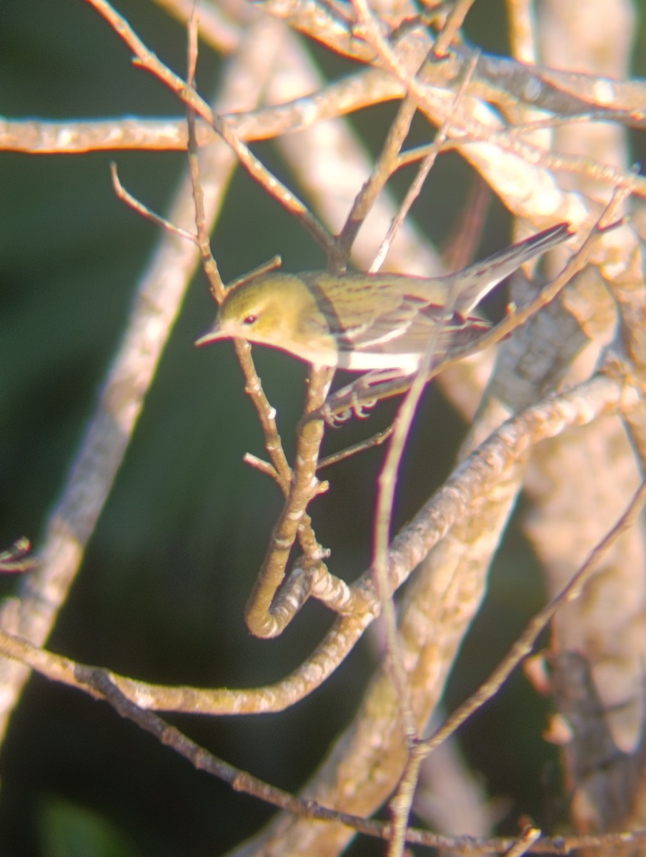 Blackpoll Warbler - ML647725033