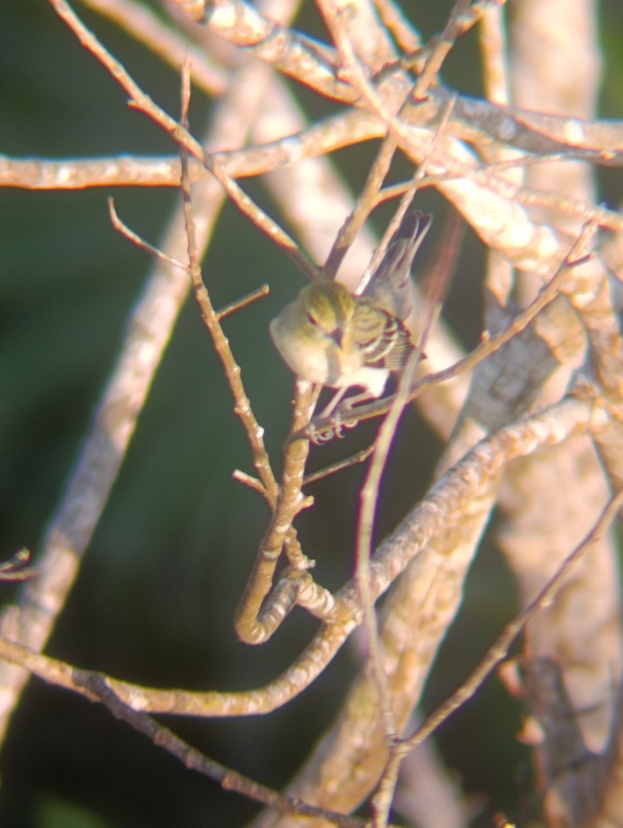 Blackpoll Warbler - ML647725034