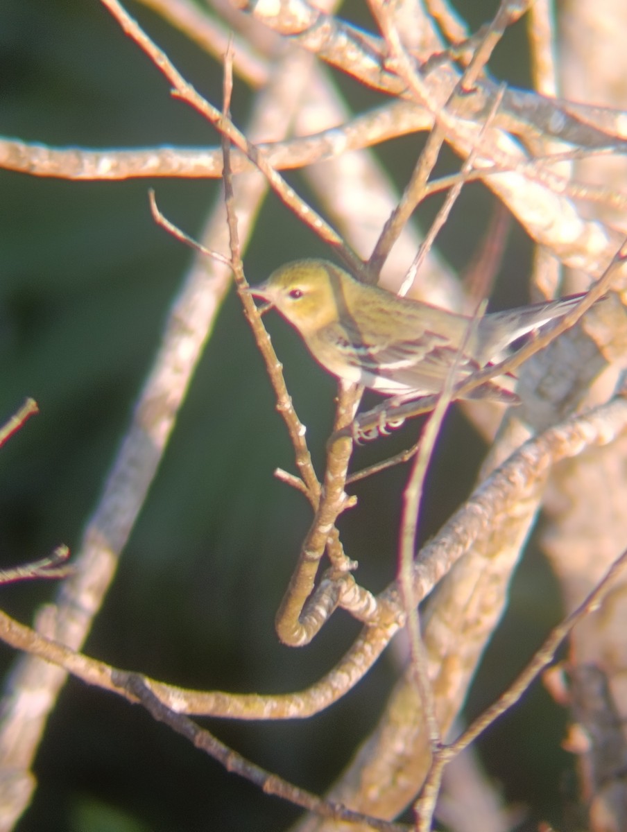 Blackpoll Warbler - ML647725035
