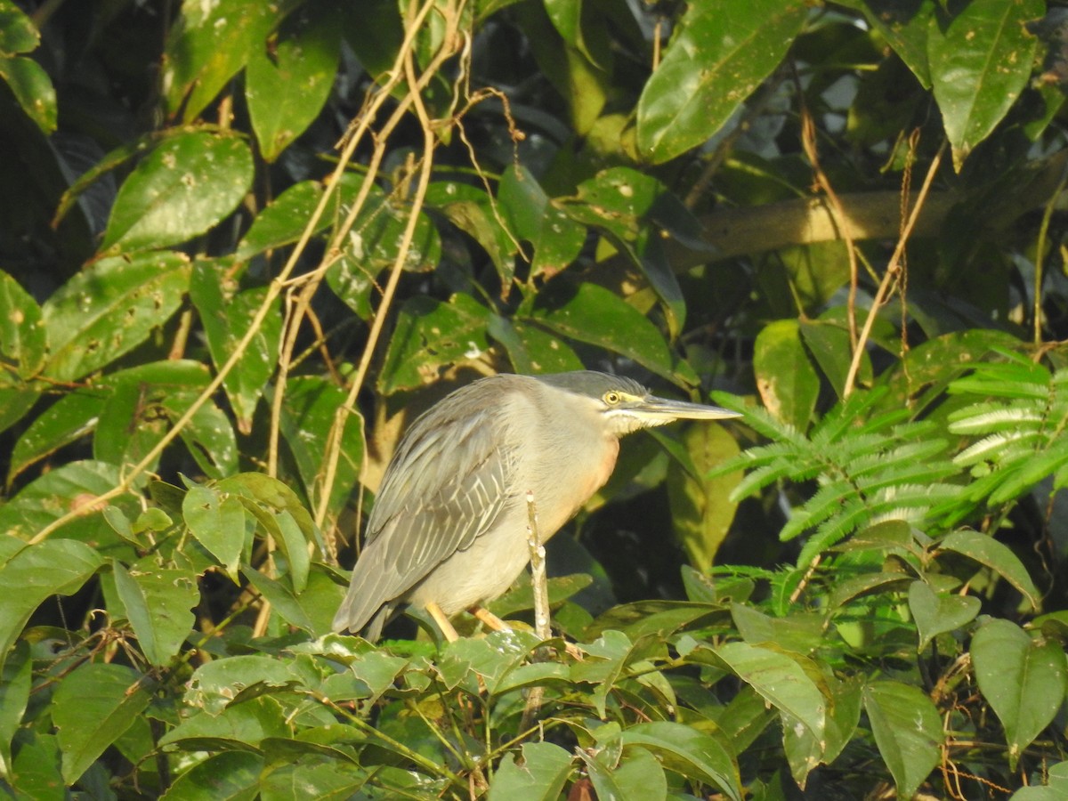 Striated Heron - ML647725036