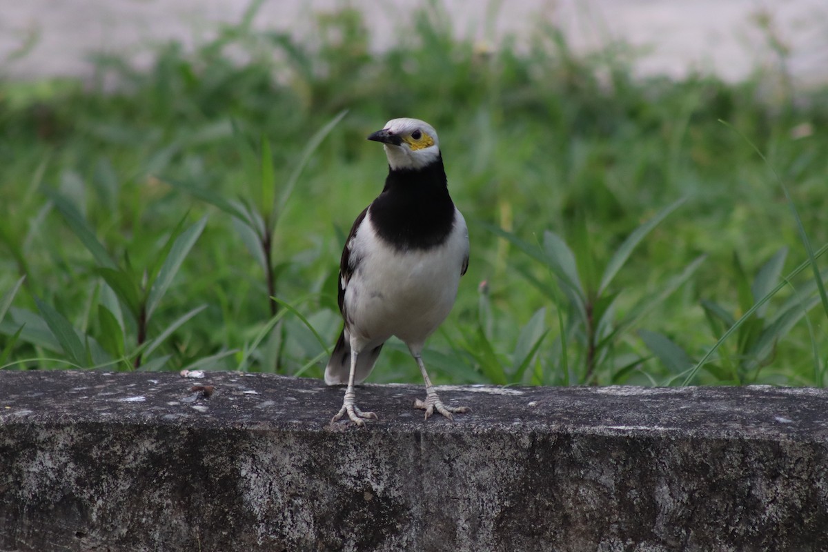 Black-collared Starling - ML647725038