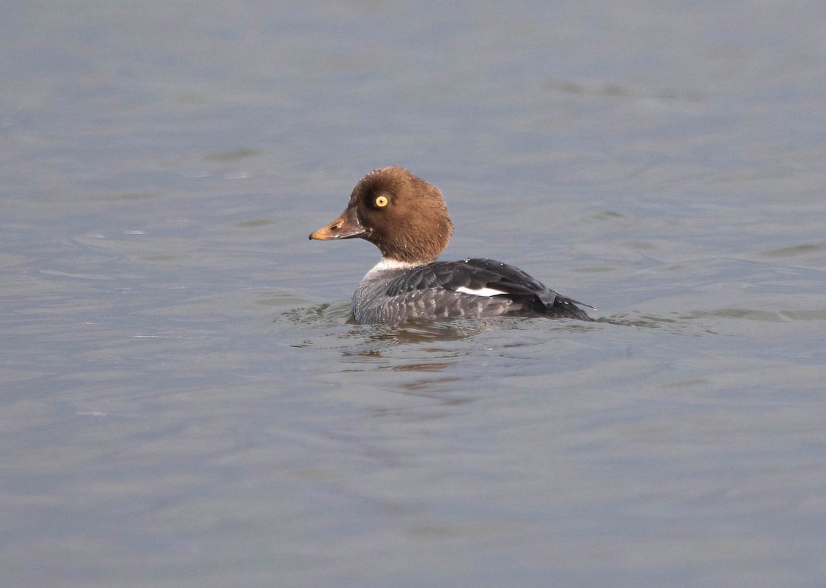 Common Goldeneye - ML647725043