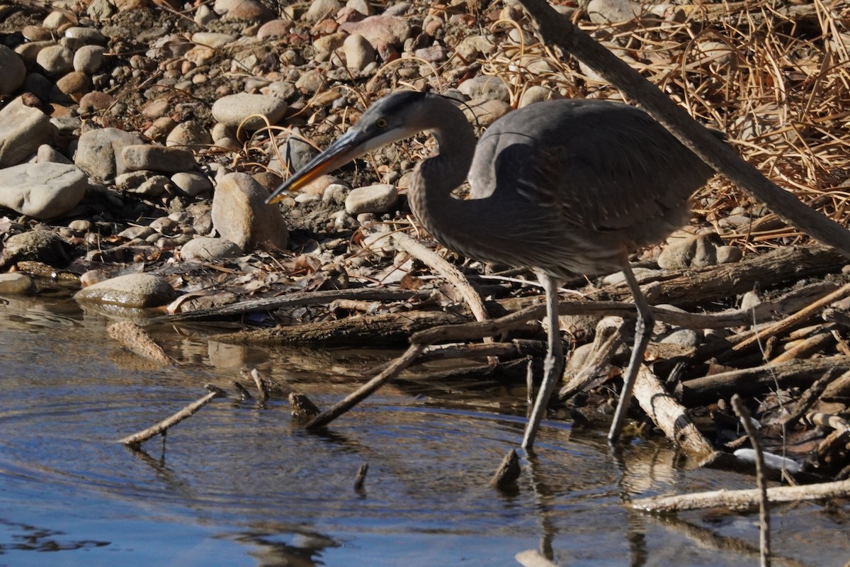 Great Blue Heron - ML647725045