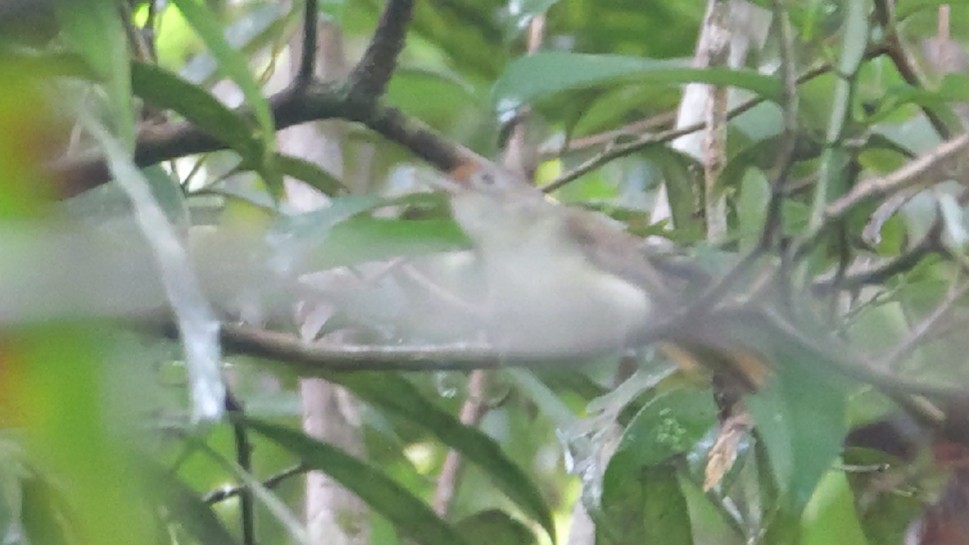 Ferruginous Babbler - ML647725046