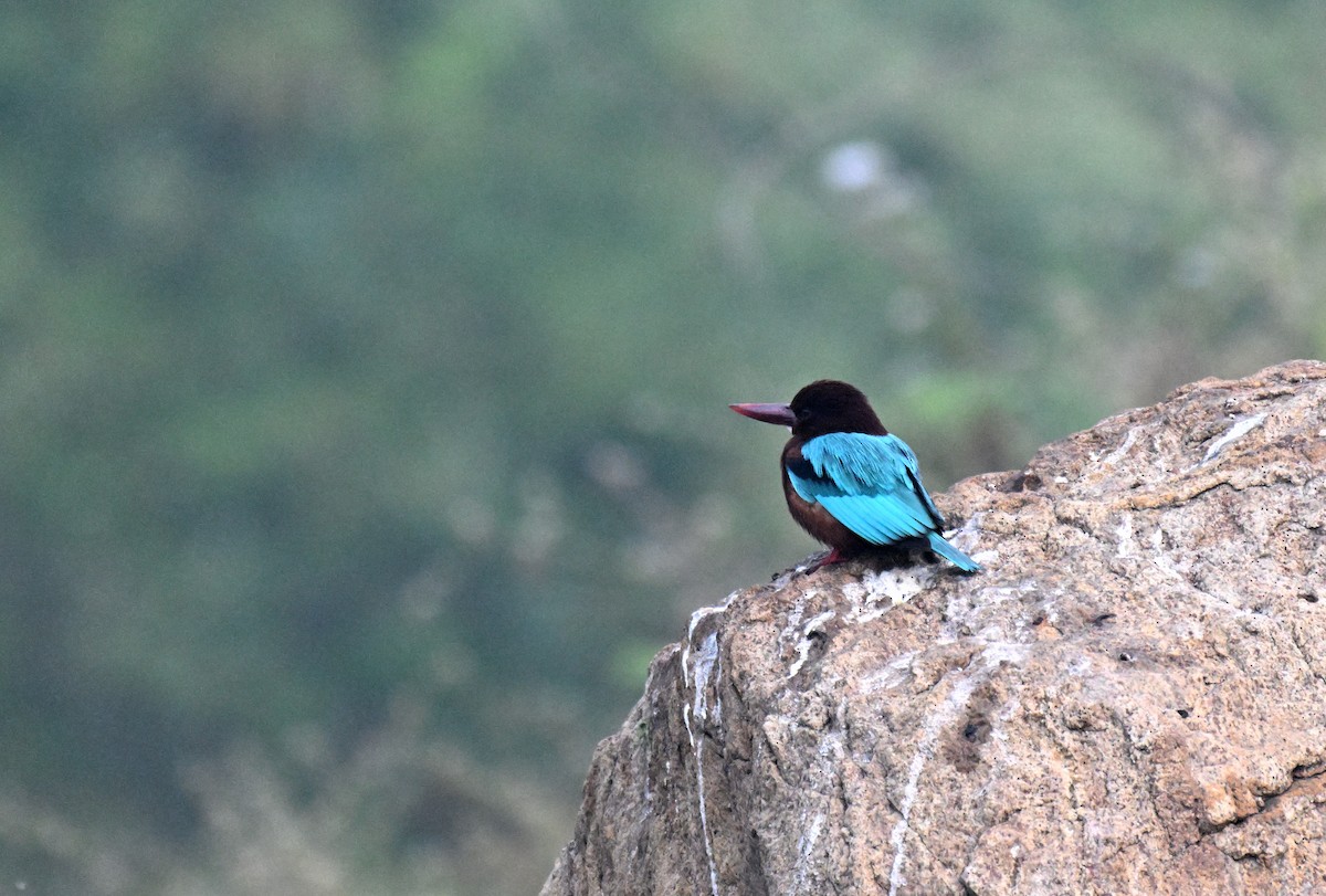 White-throated Kingfisher - ML647725047