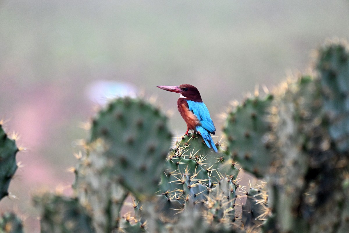 White-throated Kingfisher - ML647725048