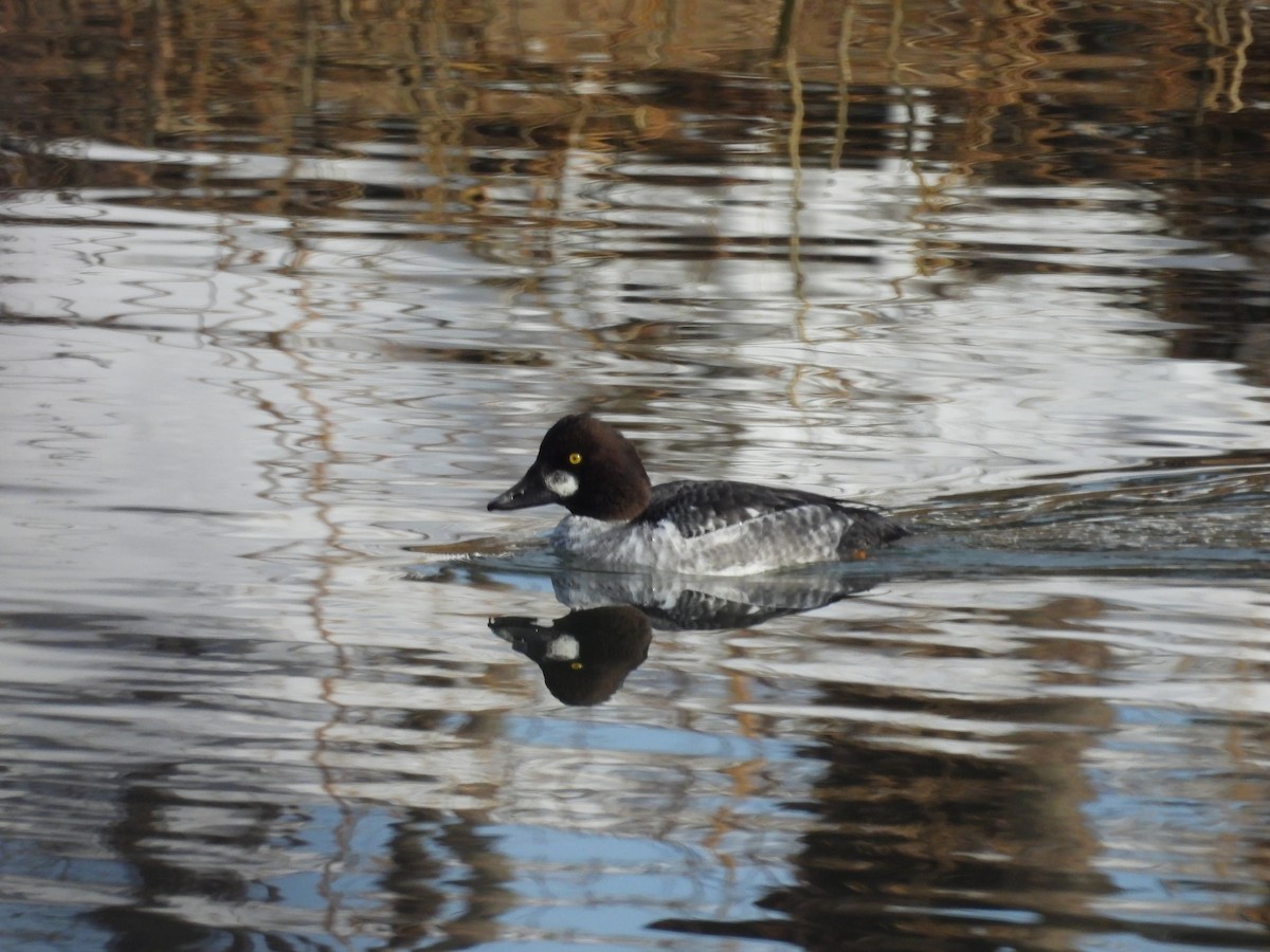 Common Goldeneye - ML647725049