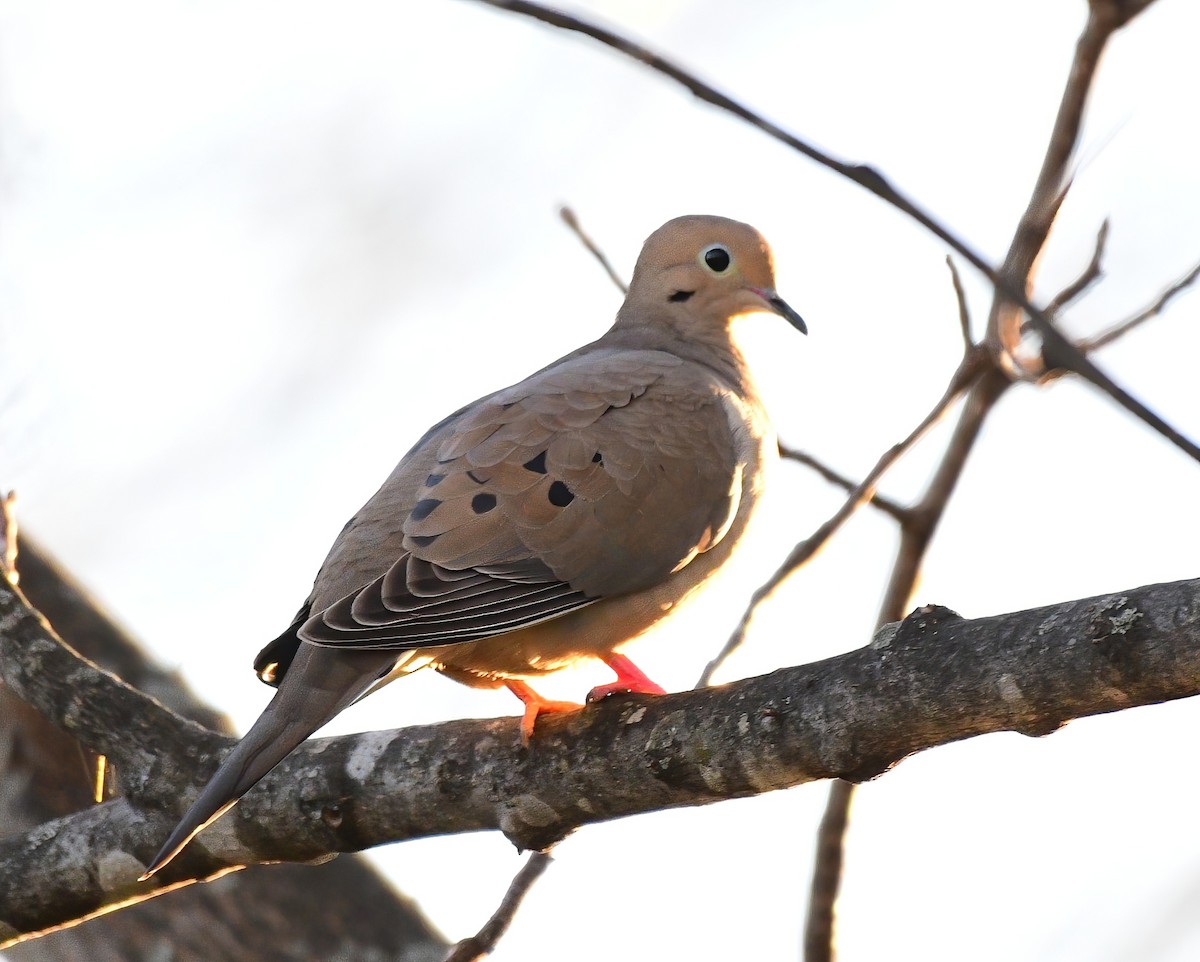 Mourning Dove - ML647725050