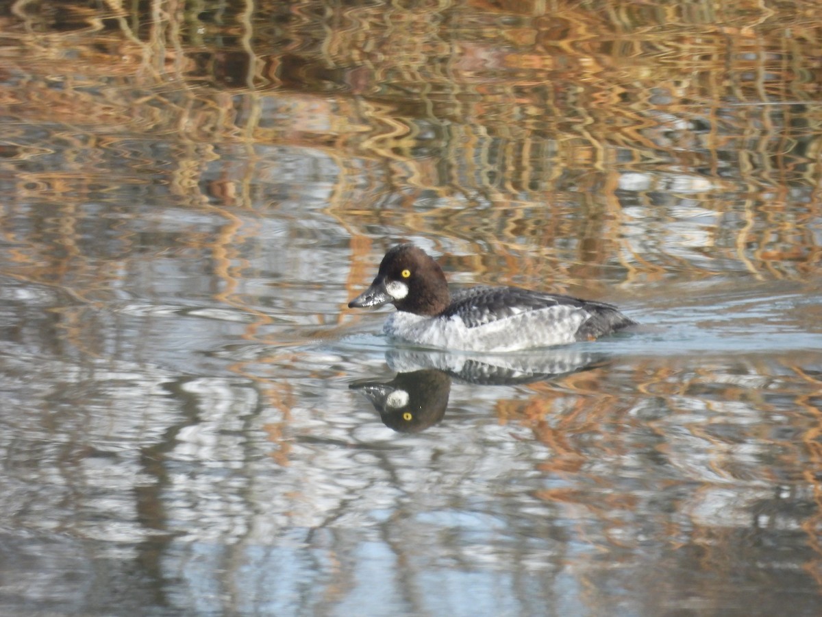 Common Goldeneye - ML647725051