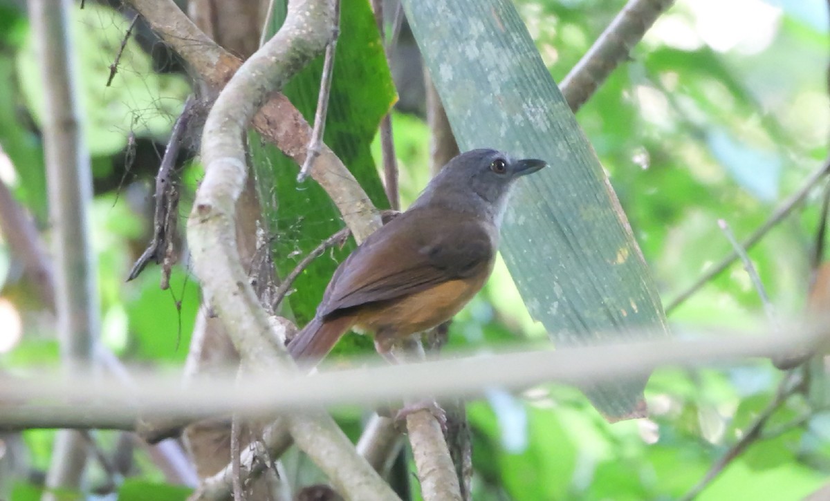 Horsfield's Babbler - ML647725052