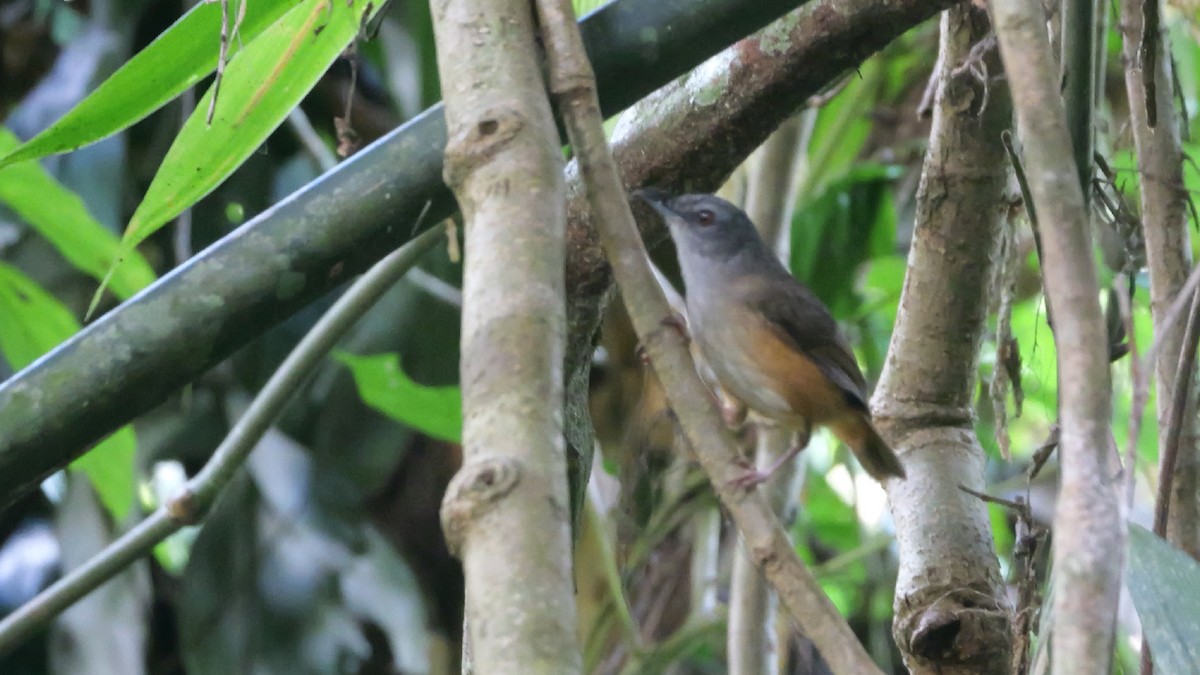 Horsfield's Babbler - ML647725053
